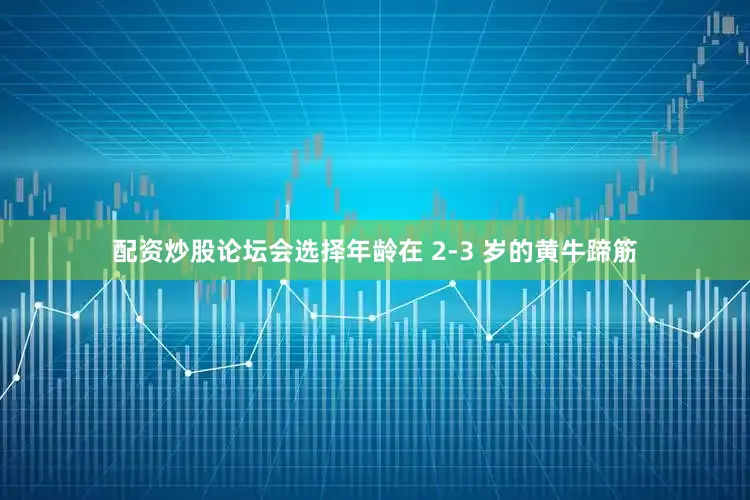 配资炒股论坛会选择年龄在 2-3 岁的黄牛蹄筋